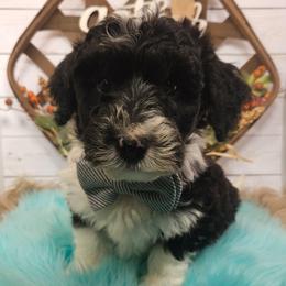 Scorpion - Black and white male Sheepadoodle puppy in Farley, Iowa from Iowa's Doodle Co.