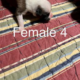 Boxer Puppies from Abney’s Boxers of Bowling Green