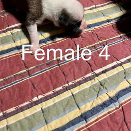 Boxer Puppies from Abney’s Boxers of Bowling Green