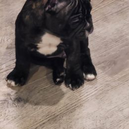 French Bulldog Puppies from Fancy Frenchies