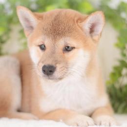 Fuwari - Red Male - Red male Shiba Inu puppy in Neosho, Missouri from Sunny Terrace Shibas