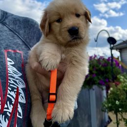 Orange Girl - Golden female Golden Retriever puppy in Macy, Indiana from Macy Golden Meadows