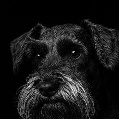 Ellie - Miniature Schnauzer
