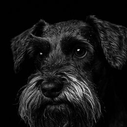 Ellie - Miniature Schnauzer