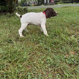 German Shorthaired Pointer Puppies from Rustic Creek Farms