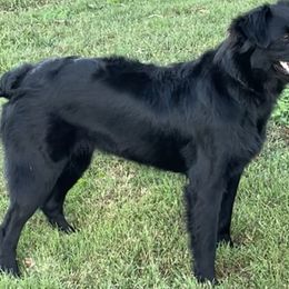 Sophie - Australian Shepherd