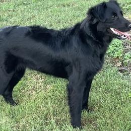 Sophie - Australian Shepherd