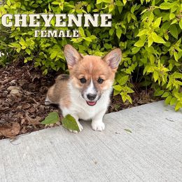 Pembroke Welsh Corgi Puppies from Rocking Ridge Ranch