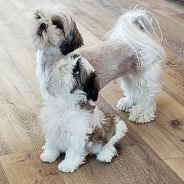 Shih Tzu Puppies from Jazzie Shih Tzu