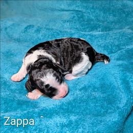 Zappa - Black and white male Cockapoo puppy in Sunset, Louisiana from Cano Cockapoos