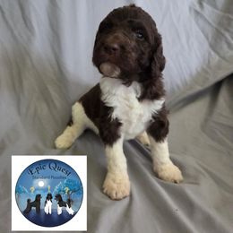 Hermes - Parti male Poodle puppy in Petersburg, Virginia from Epic Quest Standard Poodles