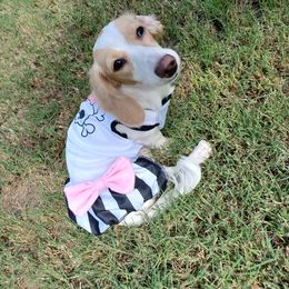 Dachshund Puppies from Stacie's Charming Doxies