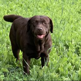 Gracie - Labrador Retriever