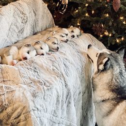 Siberian Husky Puppies from Antler Creek Siberians