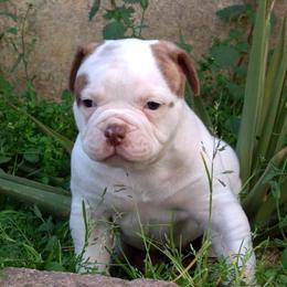 American Bulldog Puppies from Vergara Bulls
