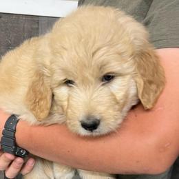 Cheddar - Cream female Pyredoodle puppy in Prescott, Washington from Washington Pyredoodles
