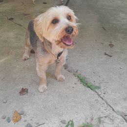 Mister - Yorkshire Terrier