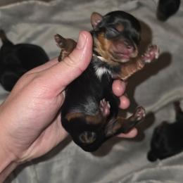 Boy 3 - Black and gold male Yorkshire Terrier puppy in Lakeland, Florida from You Me & The Yorkies