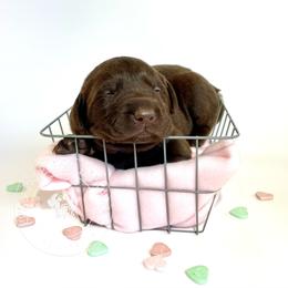 Labrador Retriever Puppies from RPAs Priceless Labradors