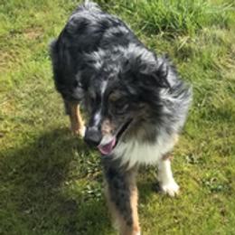 Lakoda - Australian Shepherd