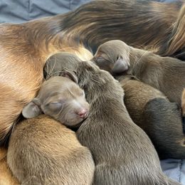 Dachshunds from Vestergaard Dachshunds