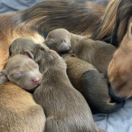 Dachshunds from Vestergaard Dachshunds