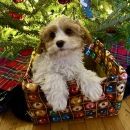 Angel - Blenheim male Cavapoo puppy in Bozrah, Connecticut from Cedar Creek Farm