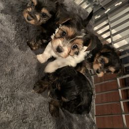 Yorkipoo and Yorkshire Terrier Puppies from Bougie Paws LLC