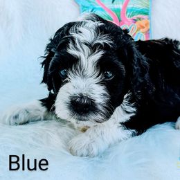Boy 1 - Black and white Bernedoodle puppy in Ohio from Mini Doodle Buddies