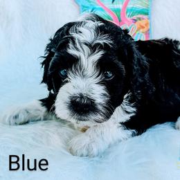Boy 1 - Black and white Bernedoodle puppy in Ohio from Mini Doodle Buddies