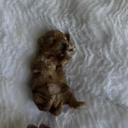 Berry - Red female Maltipoo puppy in San Diego, California from Maltipoos SD