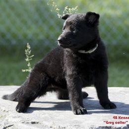 German Shepherd Puppies from 4B Kennels