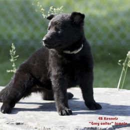 German Shepherd Puppies from 4B Kennels