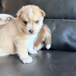 Navy - Wolf sable male Pomsky puppy in Doon, Iowa from Luxury Pomsky