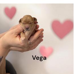 Vega - Ruby female Cavachon puppy in Springfield, Massachusetts from Caraid Cavachons