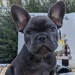 Mr. Blue - Blue male French Bulldog puppy in Spokane, Washington from Wow-za French Bulldogs