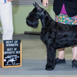 Bling - Black female Giant Schnauzer puppy in Danville, Indiana from Surefoot Giant Schnauzers