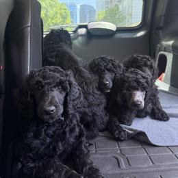 Poodle Puppies from Fluffy Poodles