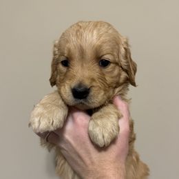 Girl Pick 2 - Golden female Golden Retriever puppy in Campobello, South Carolina from O’Shields Golden Paws