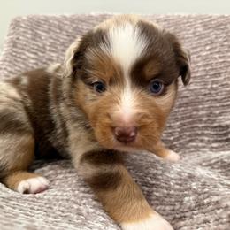 Poppy - Red merle female Miniature Australian Shepherd puppy in Pinnacle, North Carolina from Higher Elevations Mini Aussies