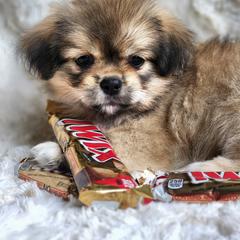 Tibetan Spaniel Puppies from Trillium Tibetan Spaniels