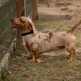 Barkley - Chocolate and tan male Dachshund puppy in Excel, Alabama from CJ’s Little Palace
