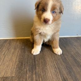 Red Merle - Red merle male Australian Shepherd puppy in Wittmann, Arizona from Wranglin Farms