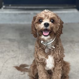Blue - Cavapoo