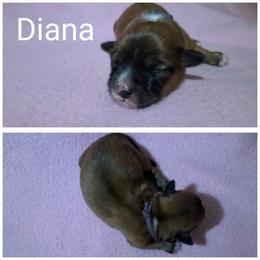 Diana - Red gold female Lhasa Apso puppy in Cincinnati, Ohio from Shangri-La Lhasa Apsos