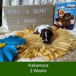 Kakamora - Liver roan male German Shorthaired Pointer puppy in Marshfield, Missouri from Pebblebrook German Shorthaired Pointers