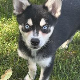 Juno - Black and white male Alaskan Klee Kai puppy in Winthrop, Minnesota from Kayobi Shibas
