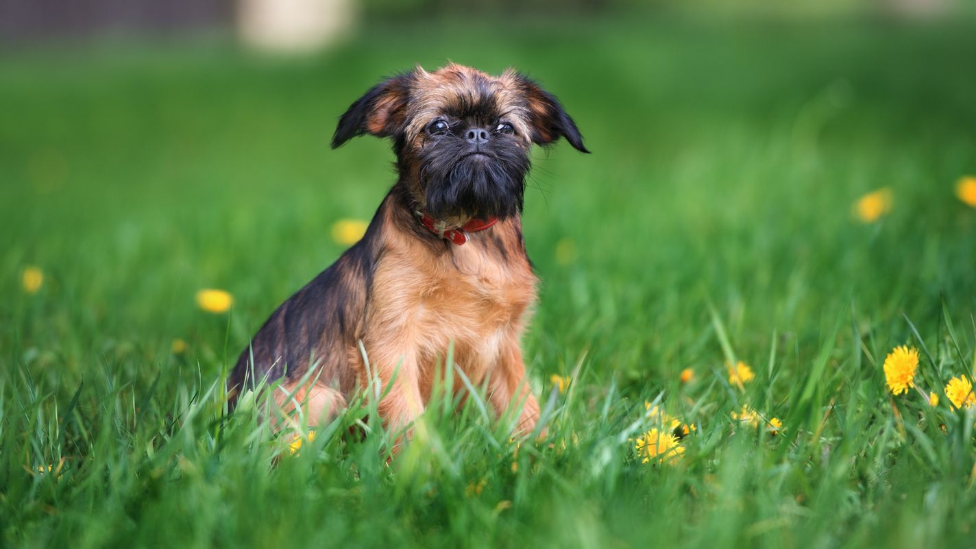 Brussels Griffon