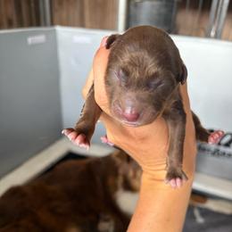 Cupid - Red tri-color male Australian Shepherd puppy in Frostproof, Florida from Central Florida Australian Shepherds