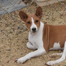 Basenji Puppies from Wild West Basenjis